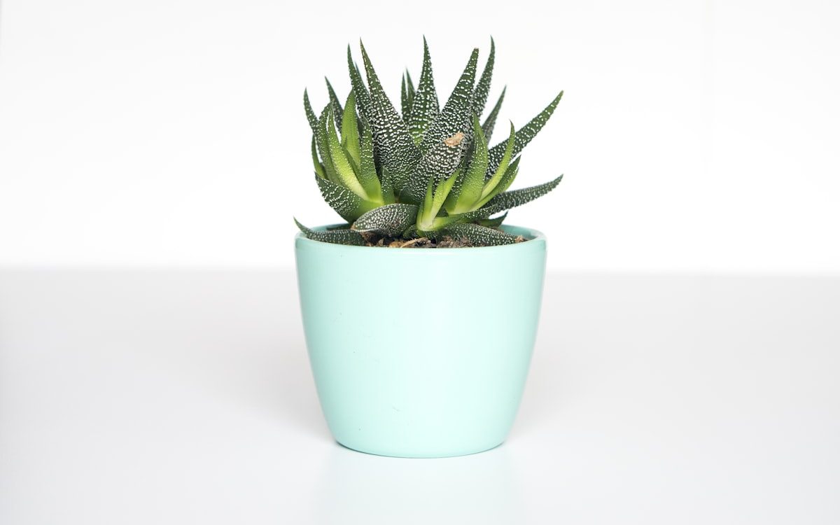 Architectural Foliage and Organic Vessels