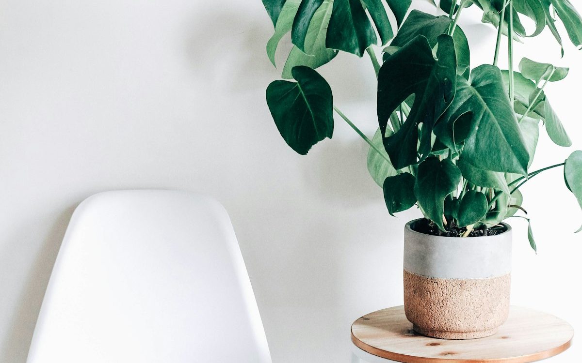 Living Greenery: The Art of Minimalist Botanical Styling and Plant Care