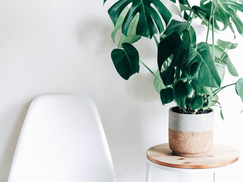 Living Greenery: The Art of Minimalist Botanical Styling and Plant Care